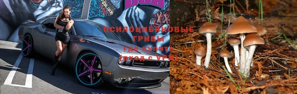 ГАЛЛЮЦИНОГЕННЫЕ ГРИБЫ Горно-Алтайск
